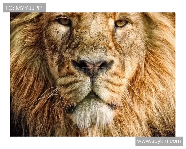 雄性美洲虎与雄狮的巅峰对决谁才是丛林之王的真正霸主 雄性美洲虎与雄狮的巅峰对决谁才是丛林之王的真正霸主